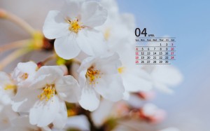 2021年4月唯美樱花日历壁纸图片
