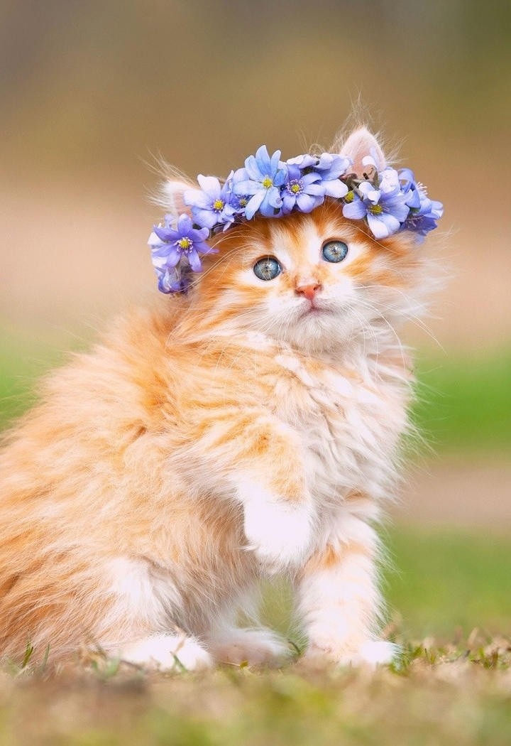 戴花环的可爱小猫咪图片