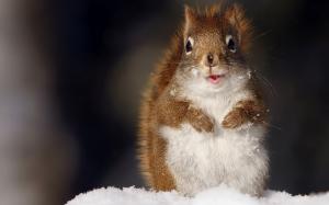 冬季大雪中可爱小松鼠高清桌面壁纸