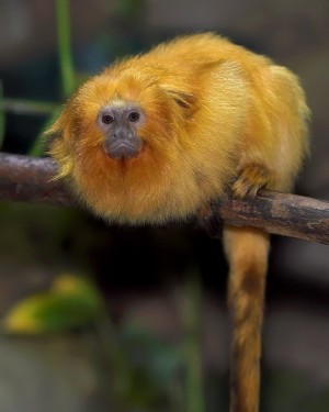 可爱的软毛猴子狨图片
