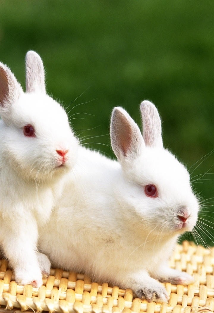 可爱的两只小兔子动物图片