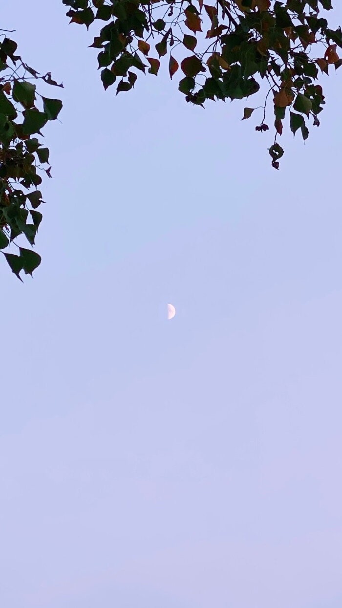 唯美天空月色手机壁纸图片