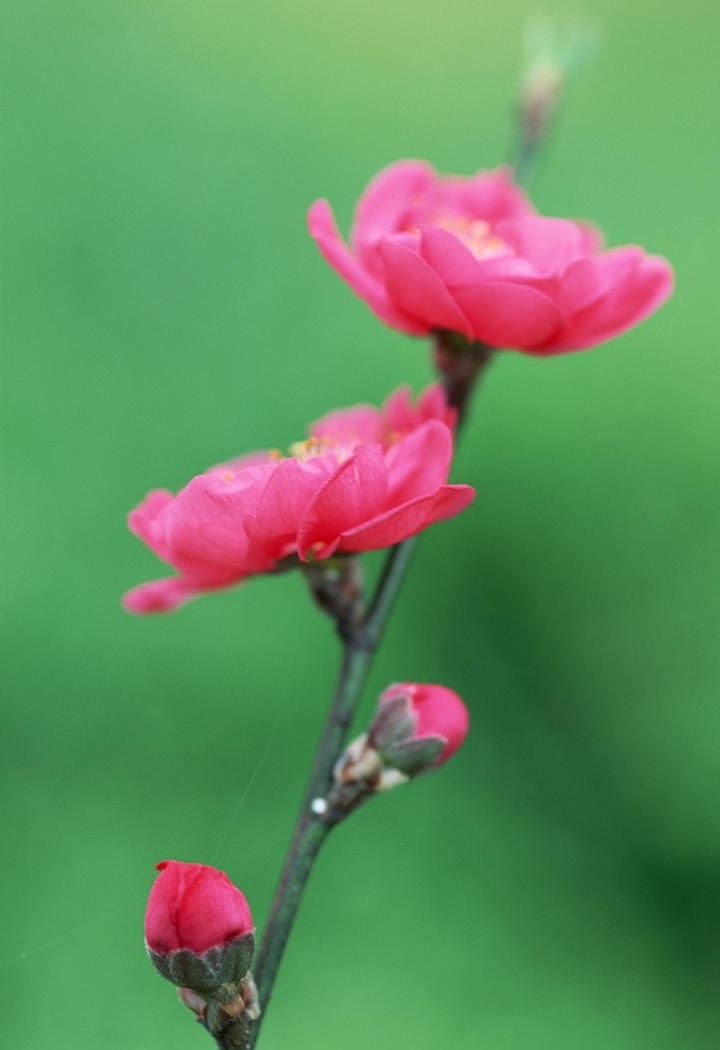 一枝红梅花图片