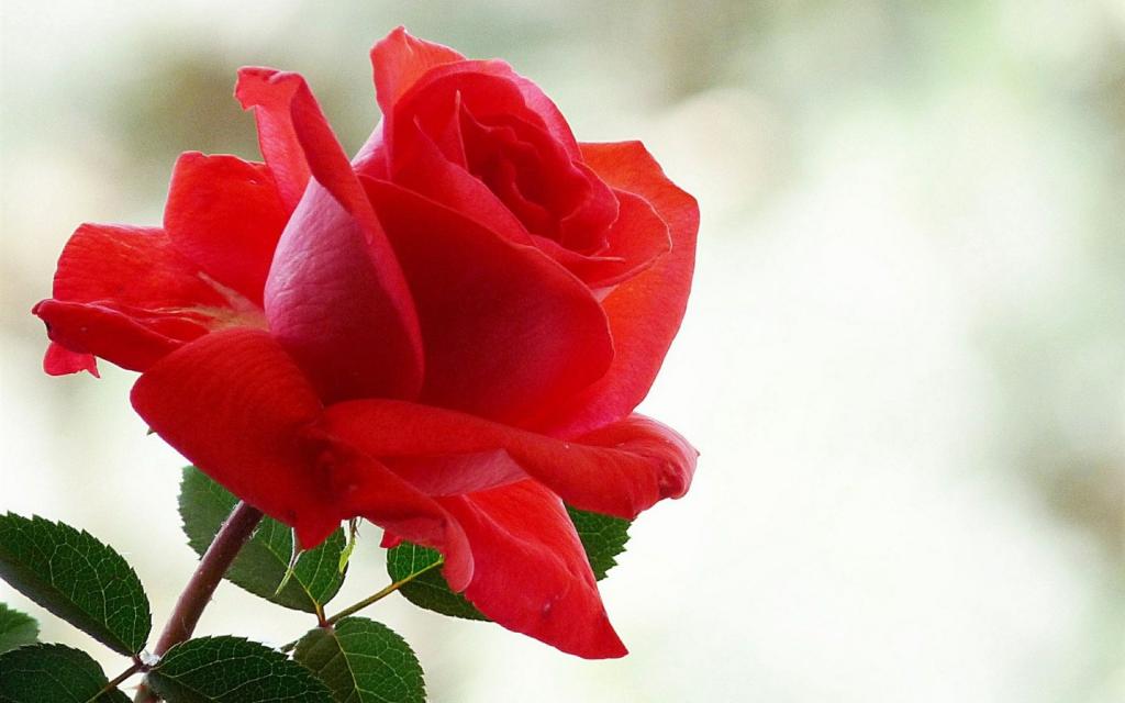 情人节最浪漫的礼物红色玫瑰花