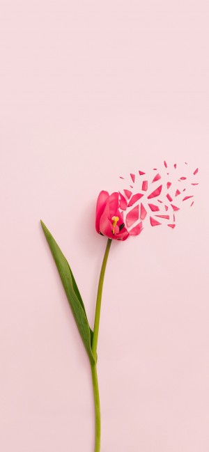 唯美植物花卉系列高清手机壁纸
