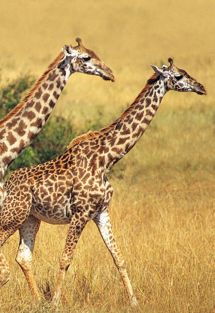 黄色草地上两头散步的长颈鹿图片