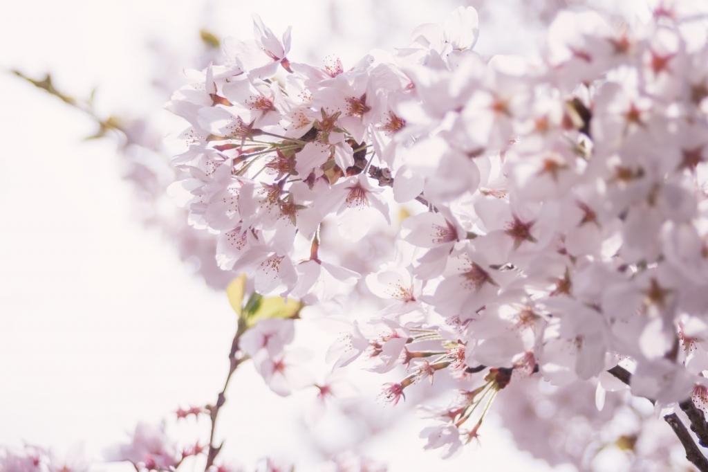 粉色烂漫的樱花图片