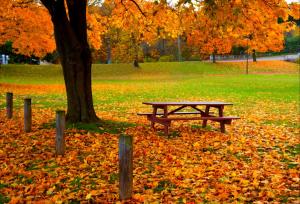 秋天公园的长椅 树木 黄色叶子 风景图片