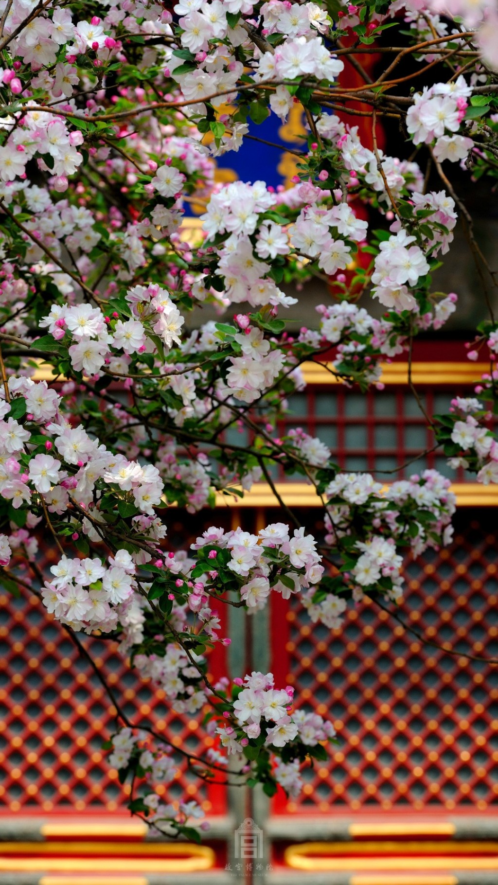 故宫博物院三月海棠花开