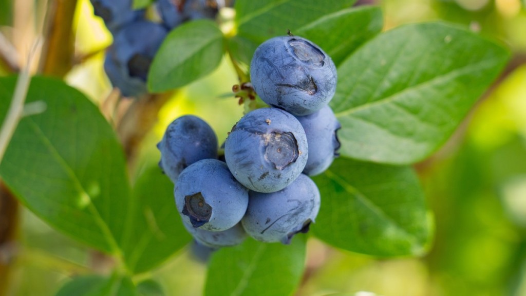 营养美味的蓝莓图片大全