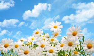 蓝天,白云,鲜花,雏菊图片
