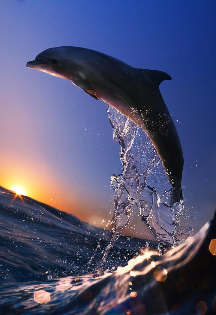 高清浪花中的海豚图片