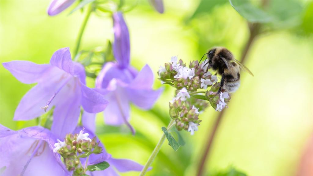 花丛中的小蜜蜂为唯美高清桌面壁纸