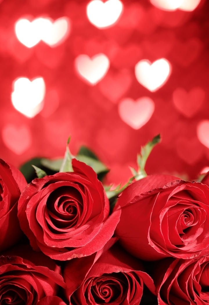 白色爱心背景的红玫瑰花图片