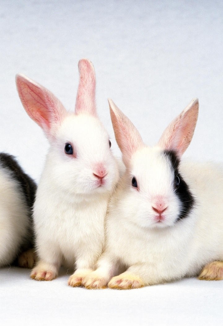 超可爱的两只小白兔高清图片