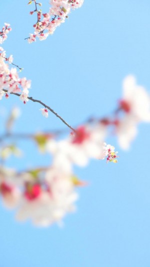 三月清新唯美桃花季