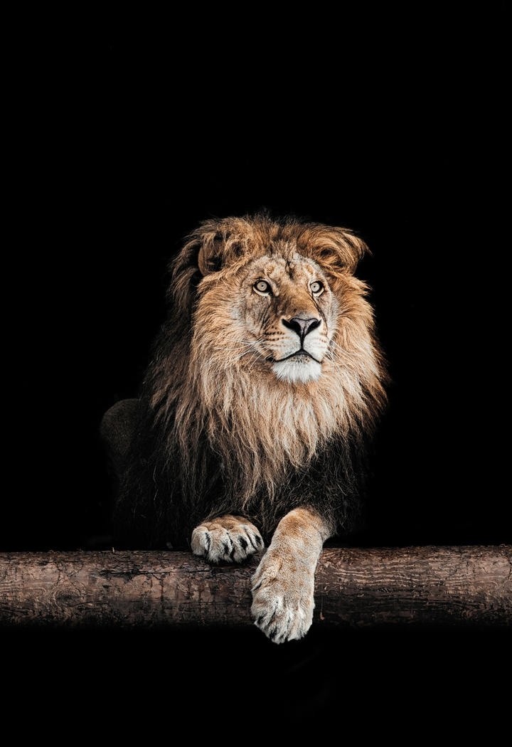 高清正面野生动物狮子摄影图片