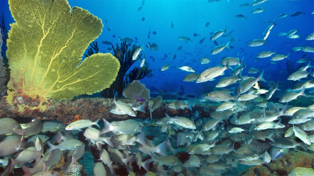 斑斓的海底世界大海高清桌面壁纸