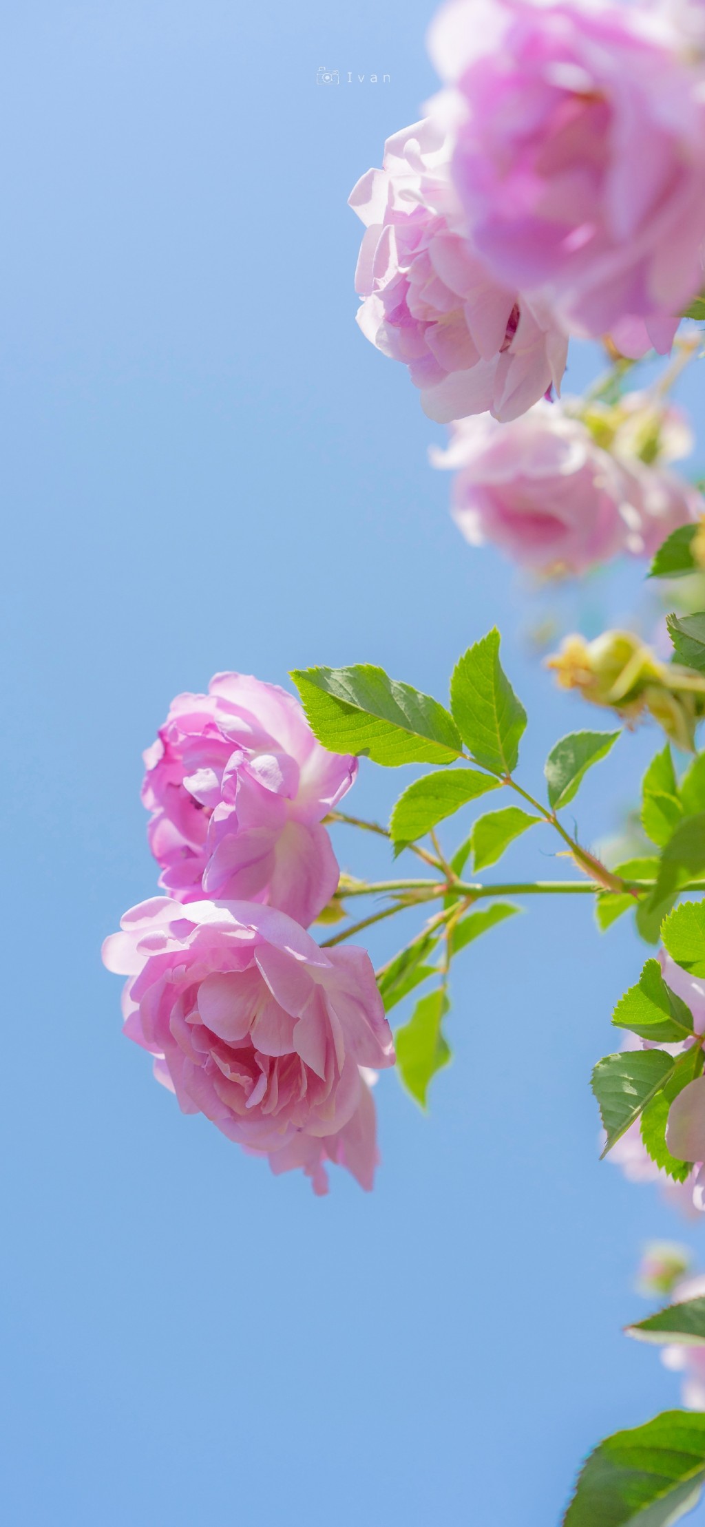 蔷薇花开春日唯美手机壁纸