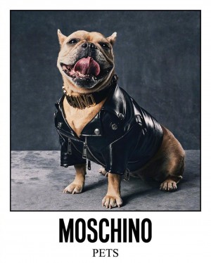 MOSCHINO宠物系列潮酷范儿可爱狗狗图片
