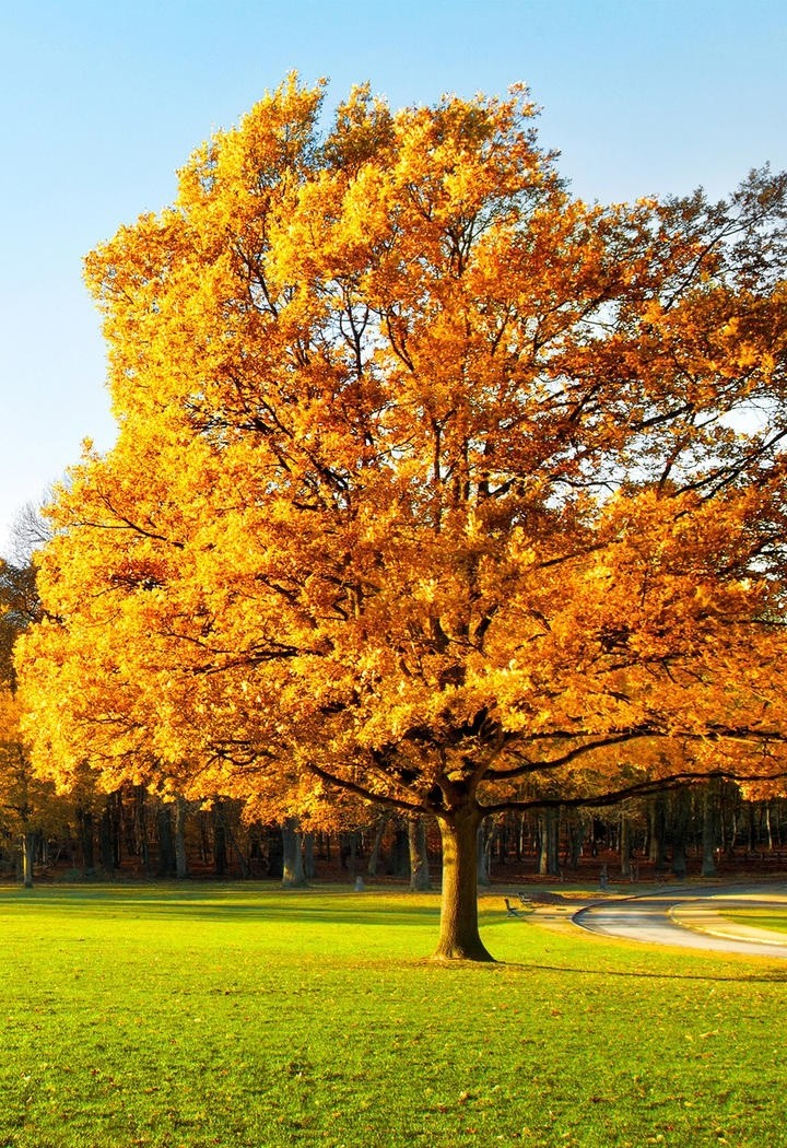 高清黄色叶子的大树风景壁纸图片