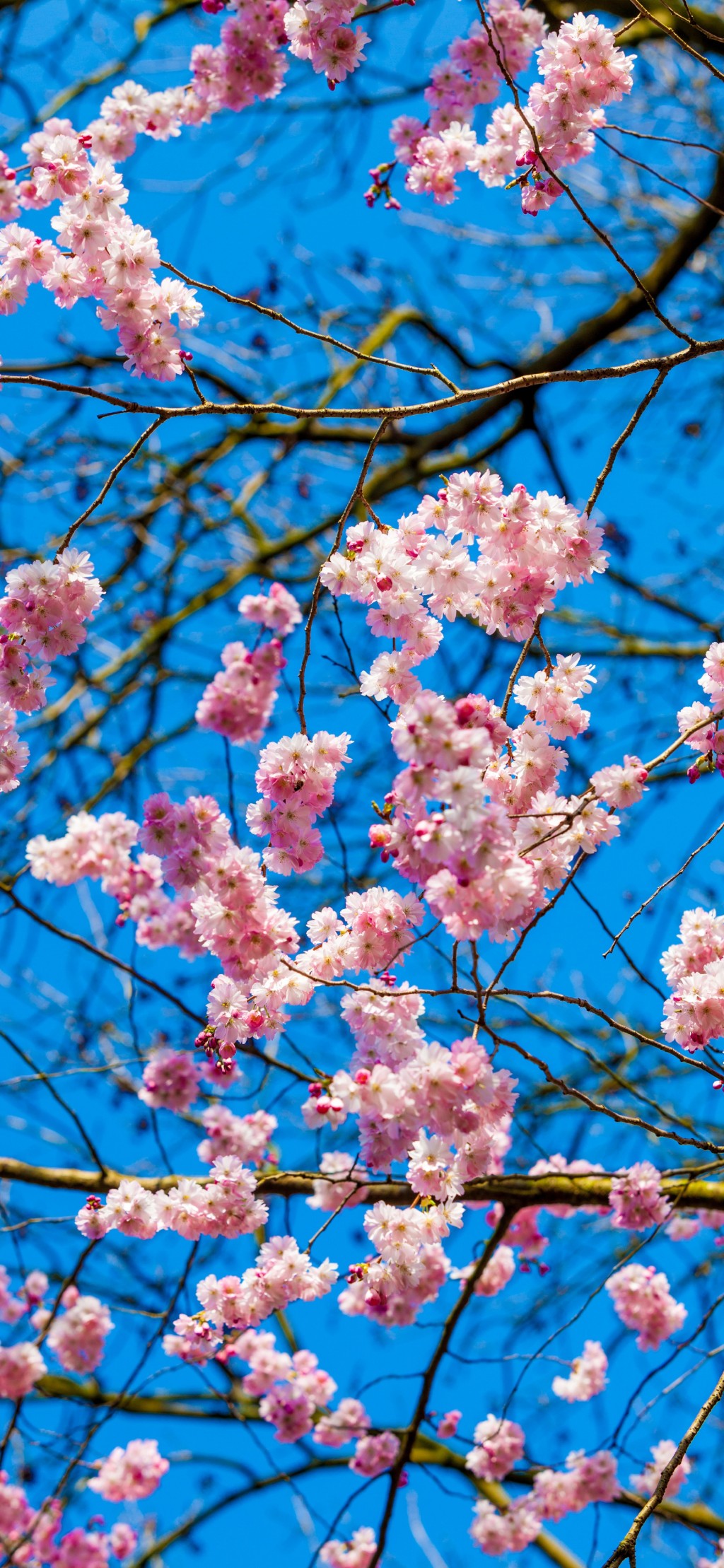 春天鲜花盛开风景手机壁纸