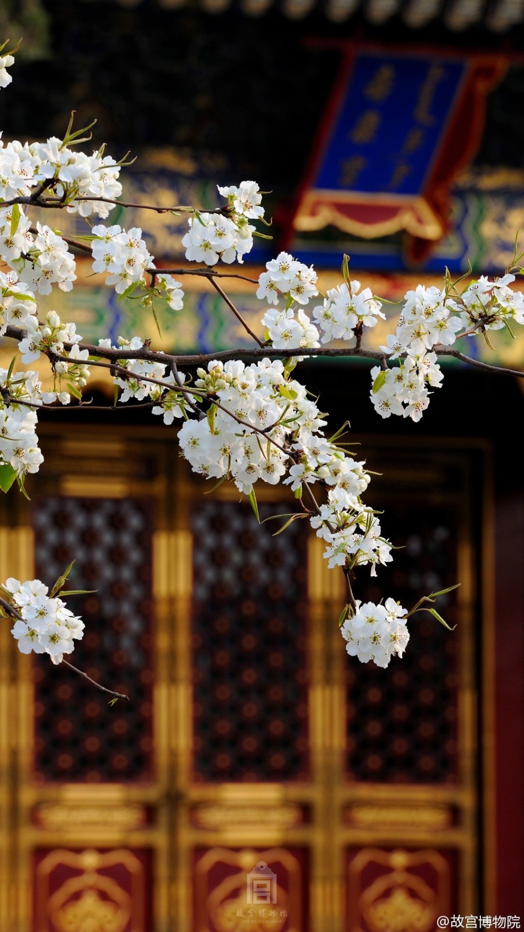 故宫博物院开放的梨花