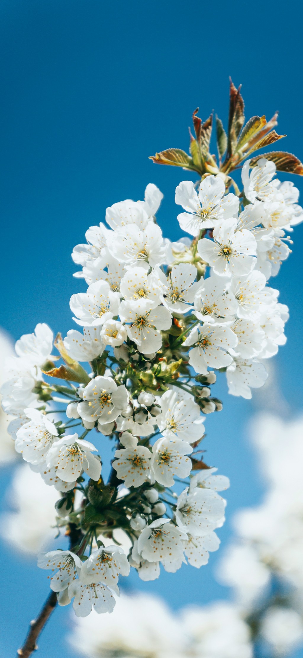 春暖花开鲜花美景手机壁纸