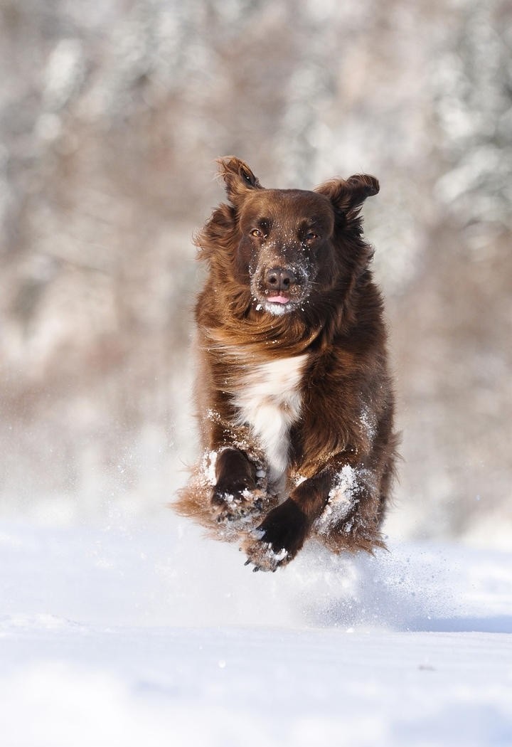 雪地飞奔的喜乐蒂犬图片