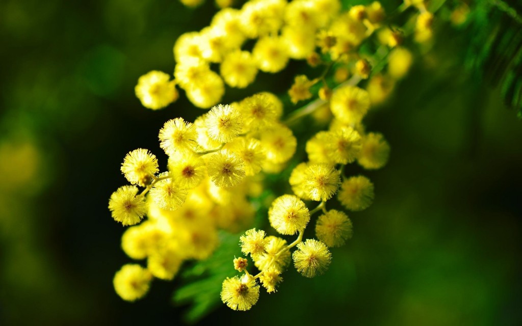 金色的唯美可爱含羞草花