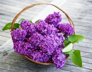 篮子里的紫丁香花图片