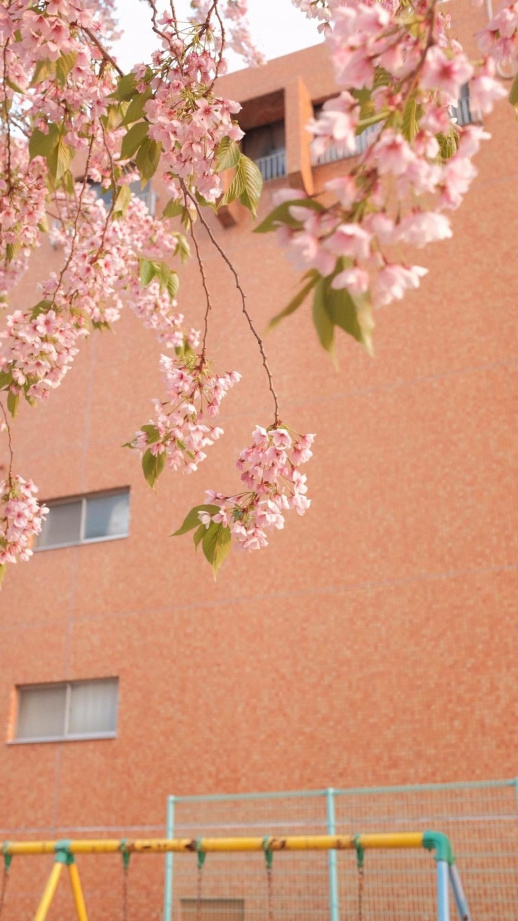 日系迷人樱花摄影