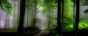 绿色森林小路风景壁纸