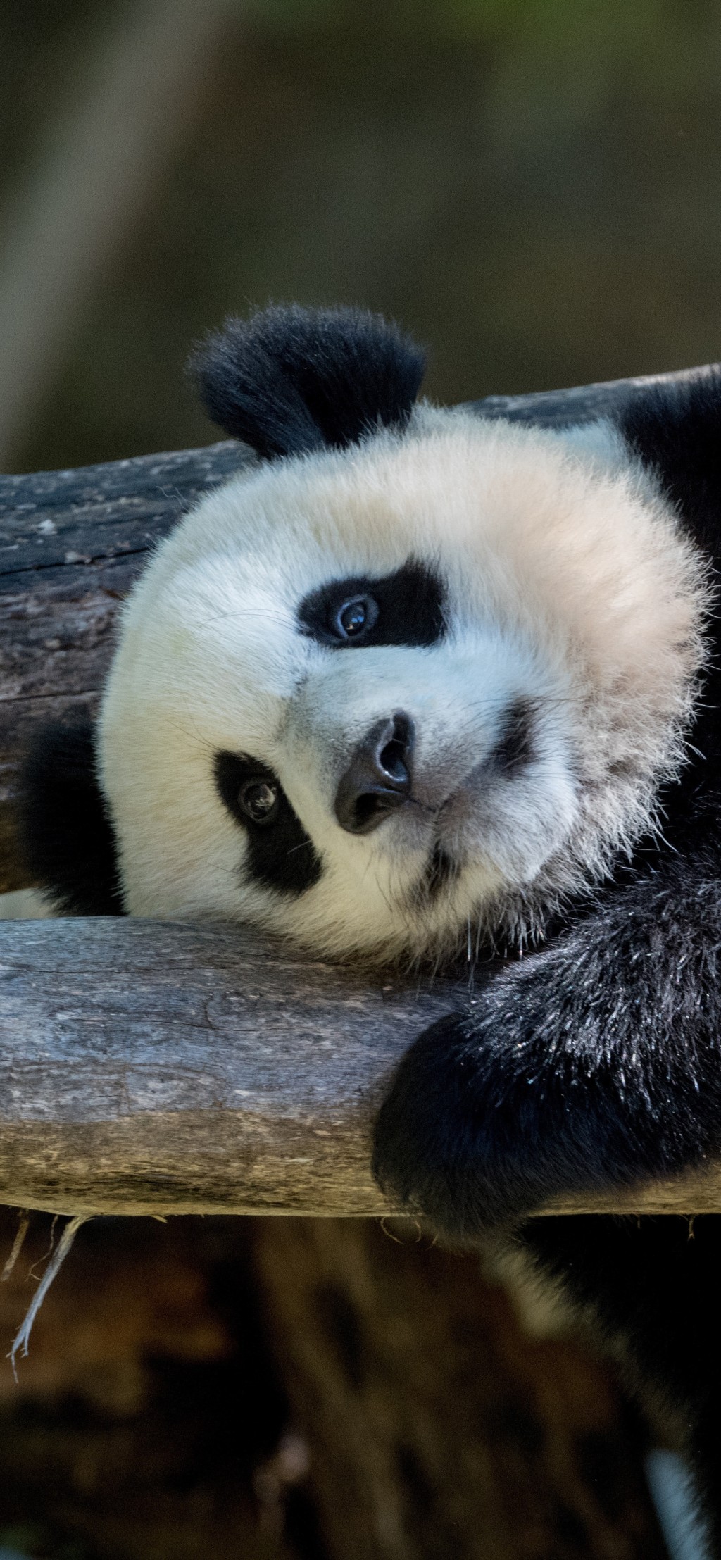 国宝熊猫可爱手机壁纸