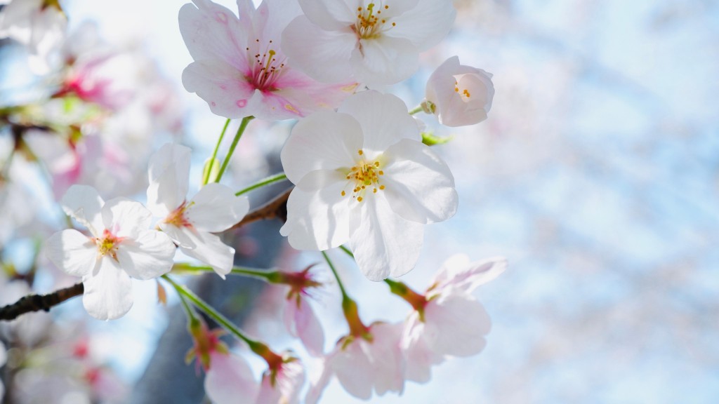 春天洁白的樱花