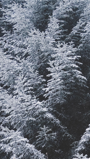 冬日优美雾凇雪景