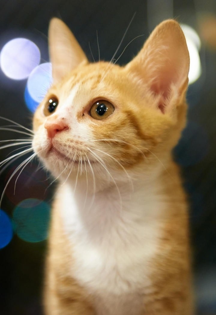 橘猫幼猫图片