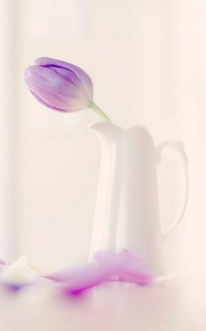 紫色郁金香的插花