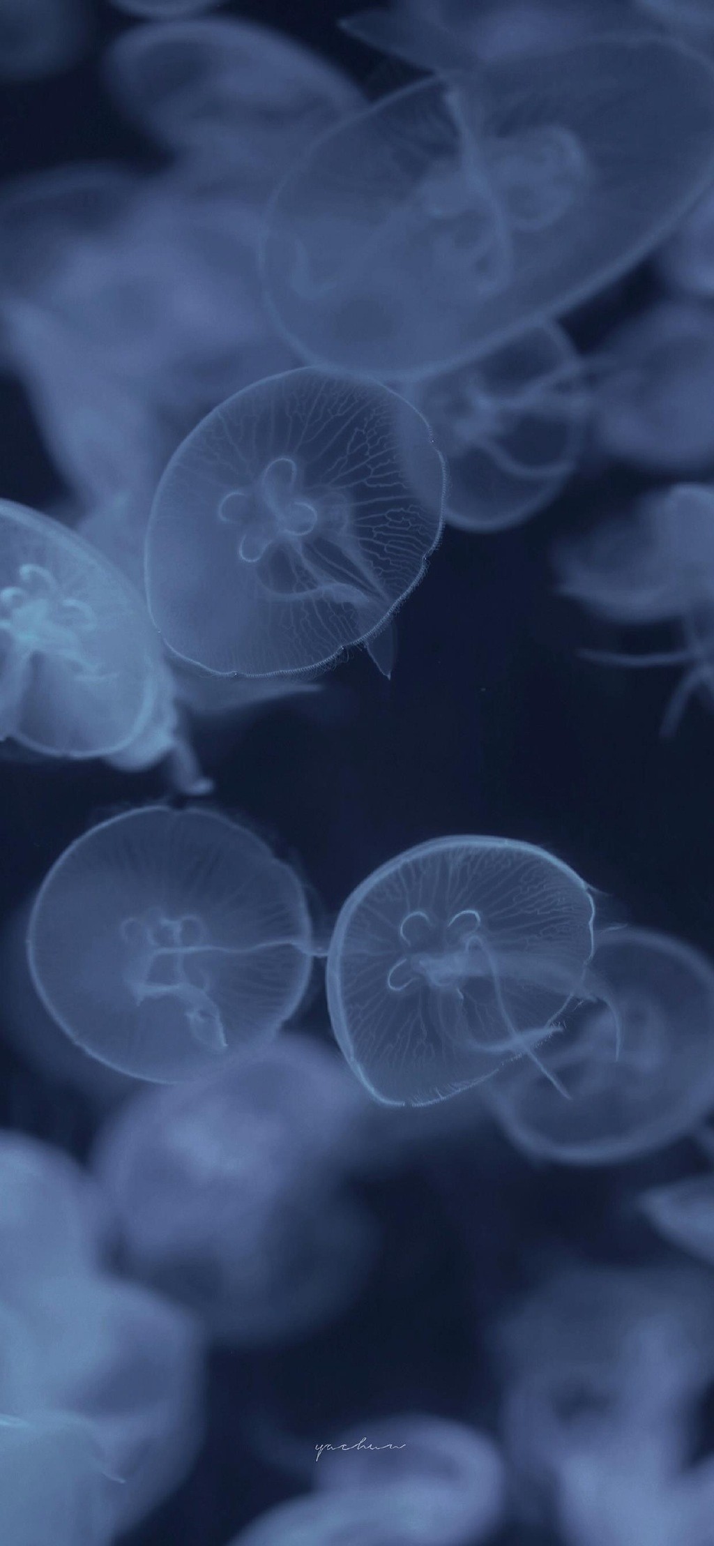 海洋生物清新摄影高清手机壁纸