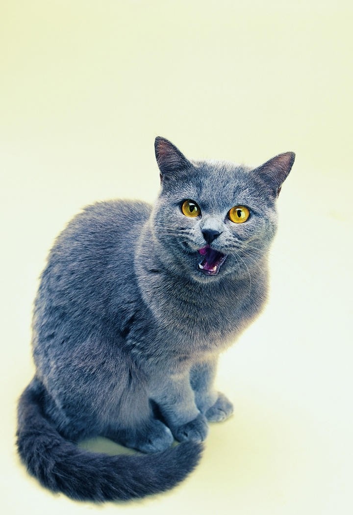 生气的灰色猫咪图片