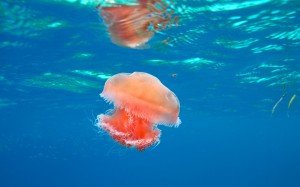 海底浮游生物水母主题高清电脑壁纸