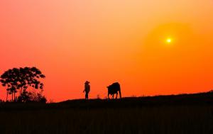 日落 橙色的天空 人 牛 乡村 剪影 风景图片