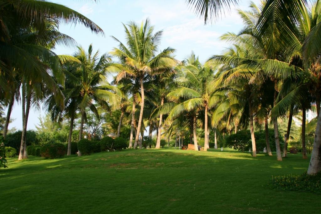 棕榈树,绿色草地,早晨的风景图片