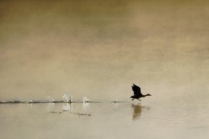 清晨平静湖面上的飞鸭