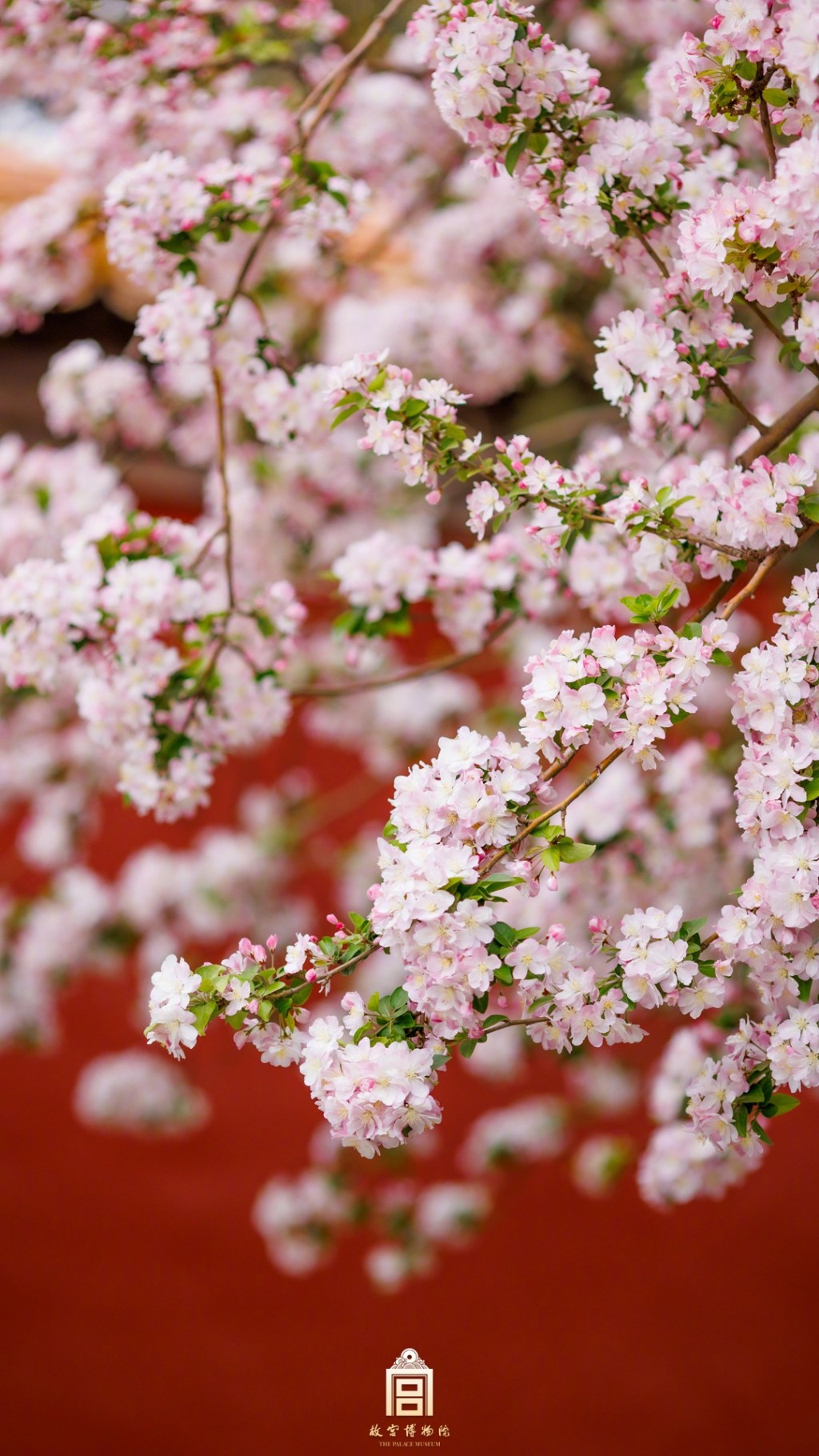 在海棠花海中爱上紫禁城的盛大春天