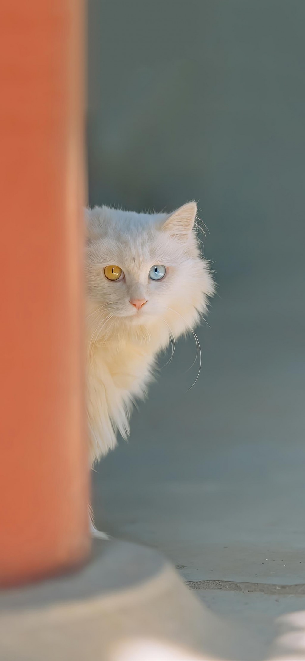 双瞳色的猫咪摄影手机壁纸