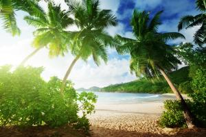 大海,沙滩,棕榈树,天堂,夏天,海岸风景图片
