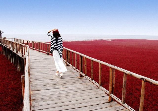 红色花海红色心情风景图片