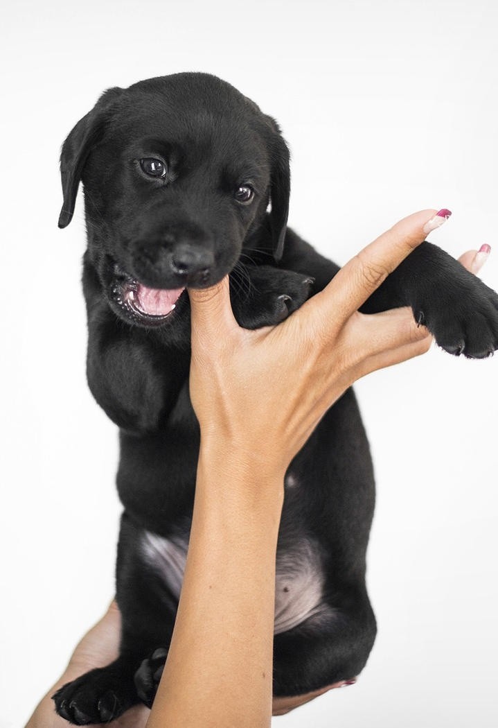 咬手指的黑色拉布拉多幼犬图片