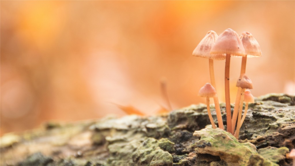 漂亮的野生蘑菇种类图片大全高清